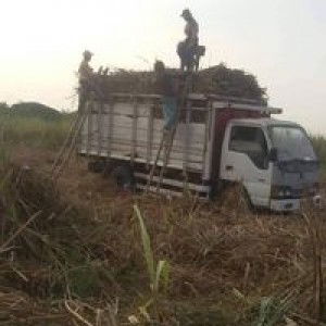 Ayus Prenggo profile icon