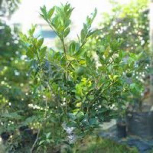 Nur Hasanah profile icon