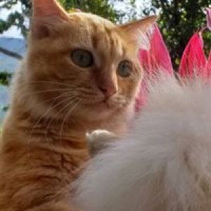 Euis Setiawati profile icon