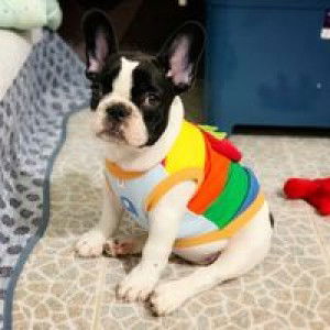 ดาวนภา ตาจุมปา profile icon