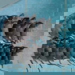 หนูนา น้องอุ้มบุญ profile icon