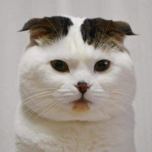 linping profile icon