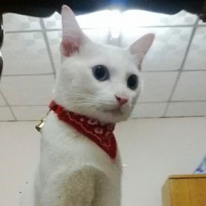 DooDee Mimi profile icon