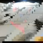 DooDee Mimi profile icon