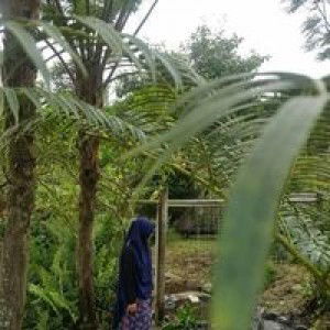 Nina Wardhani profile icon