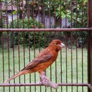 Arif Gabor profile icon