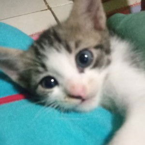 ini indri profile icon