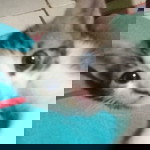 ini indri profile icon