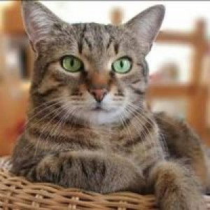 Mohamad Revi profile icon