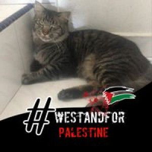 Wati Norddin profile icon