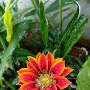 Ummu Utsman profile icon