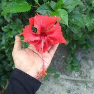 Mie Maessy profile icon