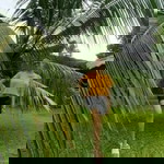 Norma Mae Lebilo Salvadora profile icon