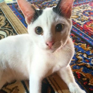 Shaifazimah profile icon