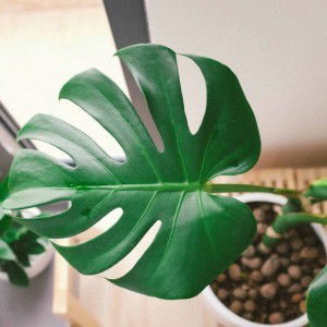 Rina Mustika profile icon