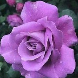 Sri Khaerani profile icon