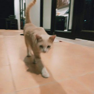 Aungor 5555 profile icon