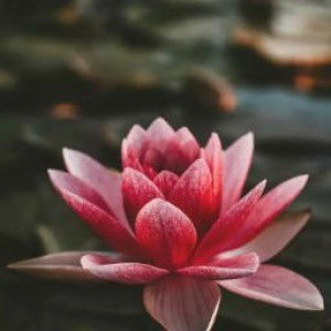 Annisa Lestari profile icon