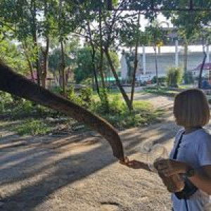 Thanyaluck Changpraypet profile icon