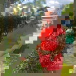 Lalaine Joyce profile icon