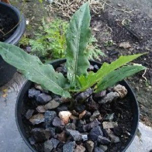 Eka Noviyani profile icon