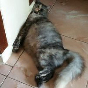 Siti Nurilah profile icon