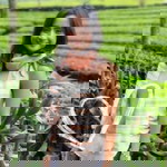 Aloweni FaZyla profile icon