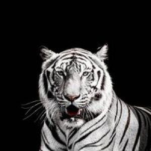 Almahbub Lilmuzdhalif profile icon