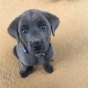 ดาว ศุกร์ profile icon