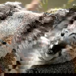 lubna khanum profile icon