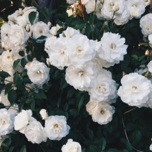 syahirah profile icon