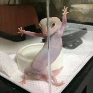 Yada Yamsri profile icon