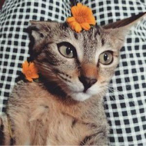 Mochi Doki profile icon