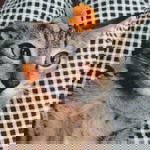 Mochi Doki profile icon