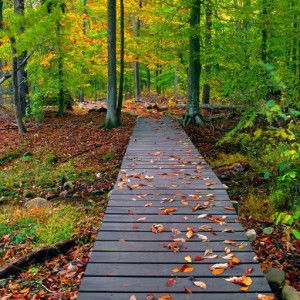 Lonely Lovely profile icon