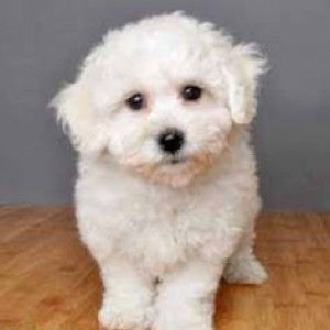 Lou Naguiat profile icon