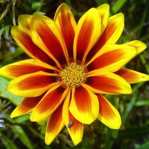 shahirah emran profile icon