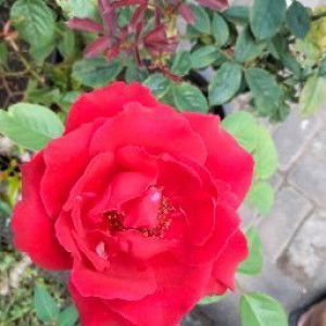 Siti Nur Lindawati profile icon