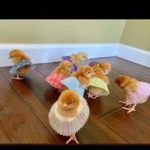 Susan Susan profile icon