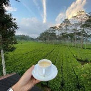 Ayu Cahaya Anugerah profile icon