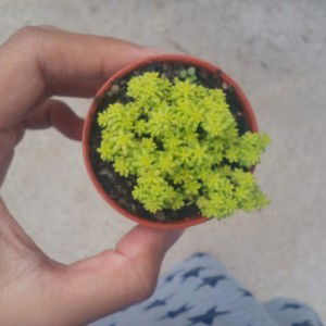 Nurul Amira profile icon