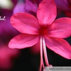 Nurul Aziz profile icon