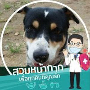 กล้วยหอม จอมใจ profile icon