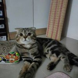 Leo Leo profile icon