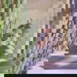 Amornrat Ap profile icon