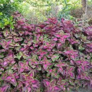 Nhi Nguyen profile icon