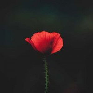 Qayyniey Marlialah profile icon