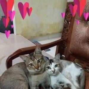 Rilla Putri profile icon