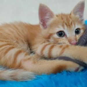 faramita profile icon