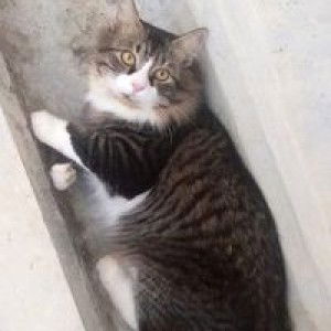 Helenaa Jung profile icon